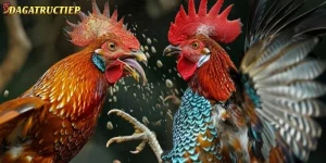Cách Nuôi Gà Mỹ