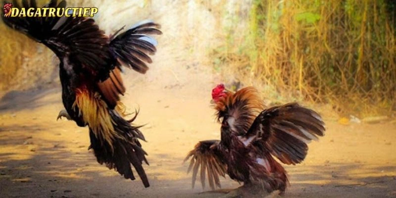 Đá gà trực tiếp