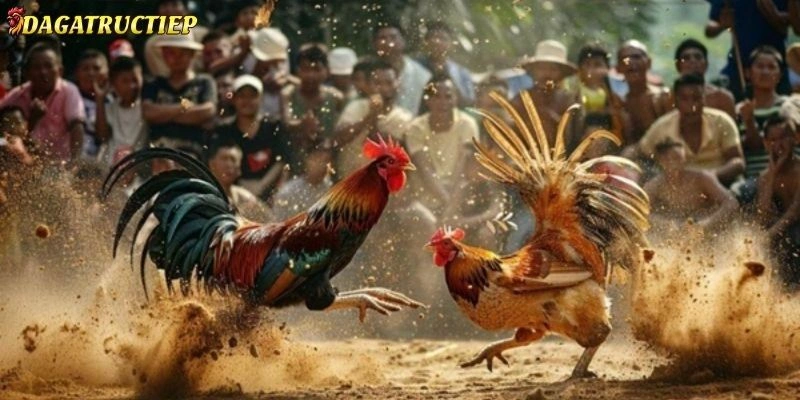 Đá gà trực tiếp
