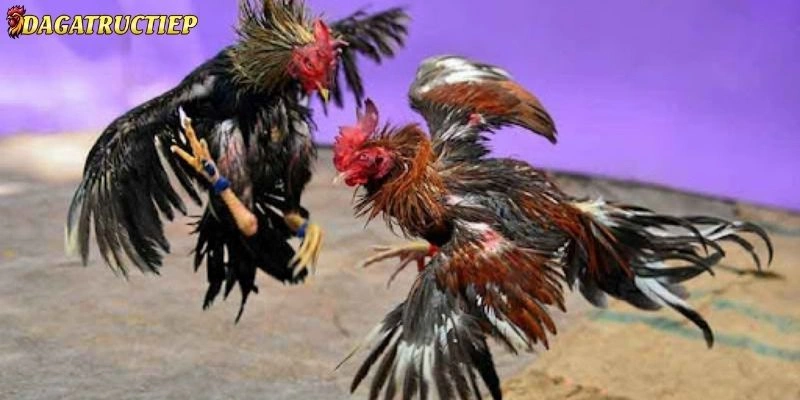 Đá gà trực tiếp