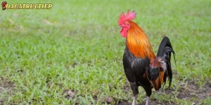 Kỹ Thuật Đổ Gà Đá