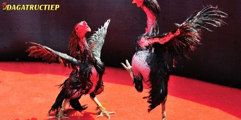 Kỹ Thuật Đổ Gà Đá