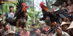 Nuôi Gà Chọi Mới Nở