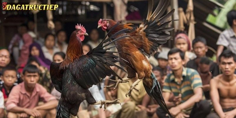 Nuôi Gà Chọi Mới Nở