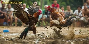 Om Bóp Gà Chọi
