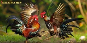 Vào Nghệ Cho Gà Chọi