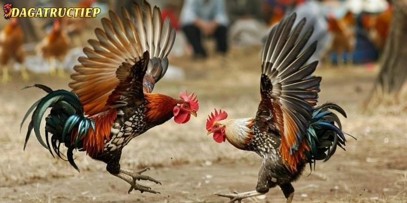 Vào Nghệ Cho Gà Chọi