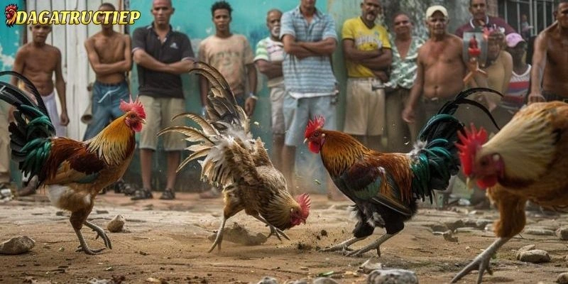 đá gà cựa sắt