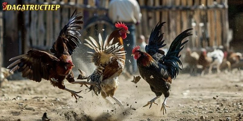 đại lý Đá gà trực tiếp