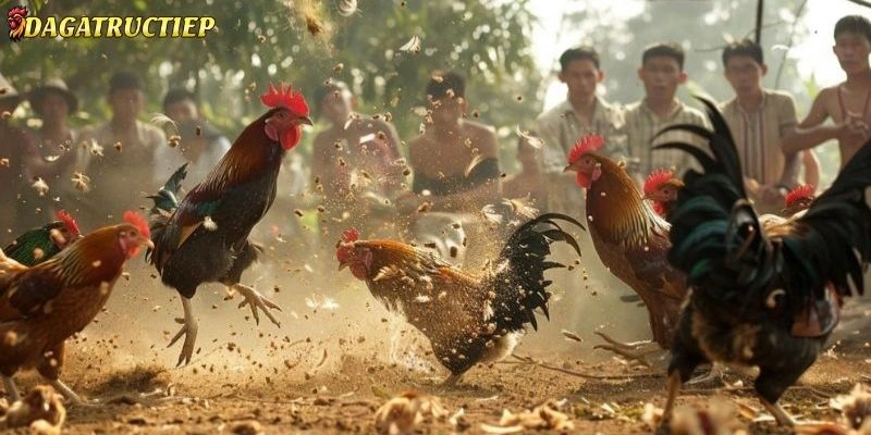 đại lý Đá gà trực tiếp
