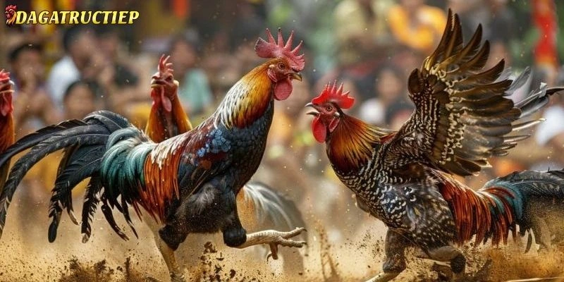 đăng ký Đá gà trực tiếp